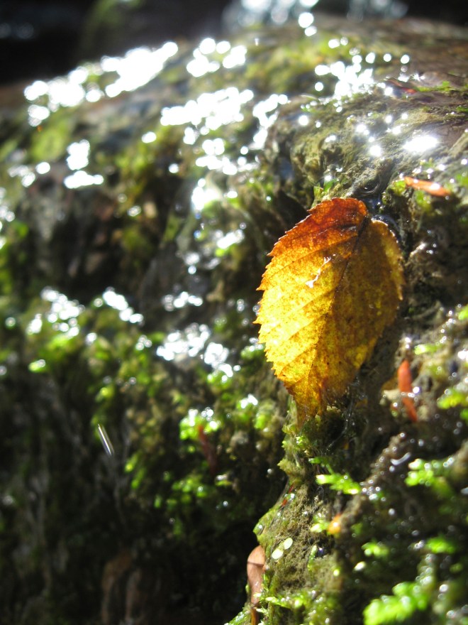 Early autumn at Partridge Run