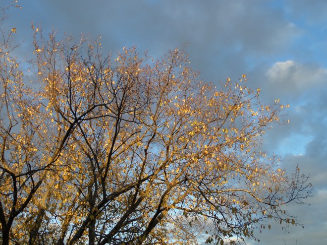 The elm moves into fall.