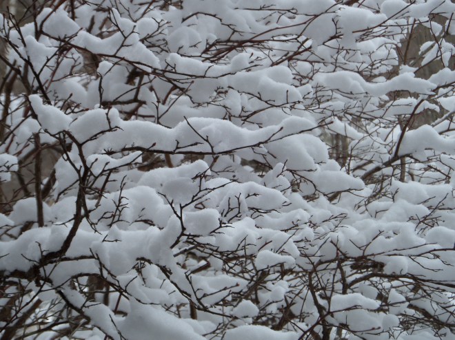 The snow fell onto tree limbs and sparkled in the cold sunlight on January 19th at Dyken Pond.