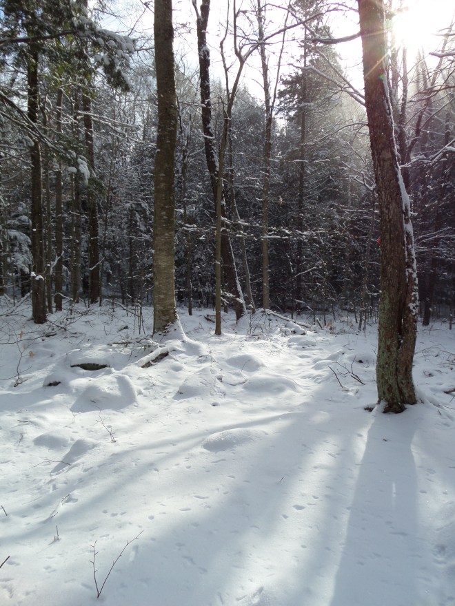 Magic in the woods on the Cherry Trace trail.