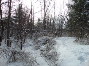 Overlooking the snowy creek in Finger Lakes National Forest, NY.