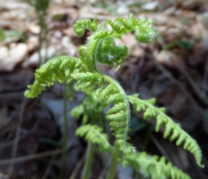 Uncurl, stretch and lengthen like this spring fern at Dyken Pond