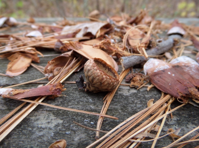 Evidence of filling meals for local critters: oak acorn caps and pine cone pieces. Come be filled yourself!