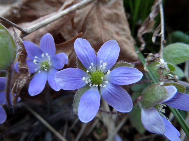 April wildflowers: remember them?