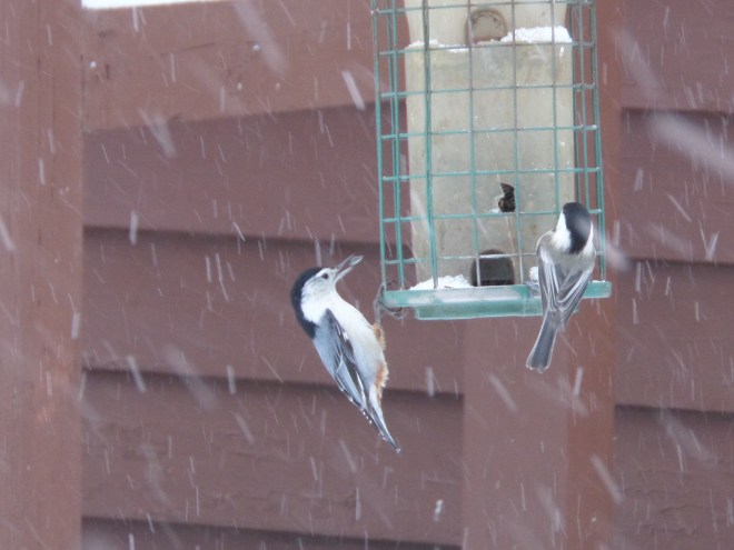 White breasted nuthatches reminded us to eat when we needed.