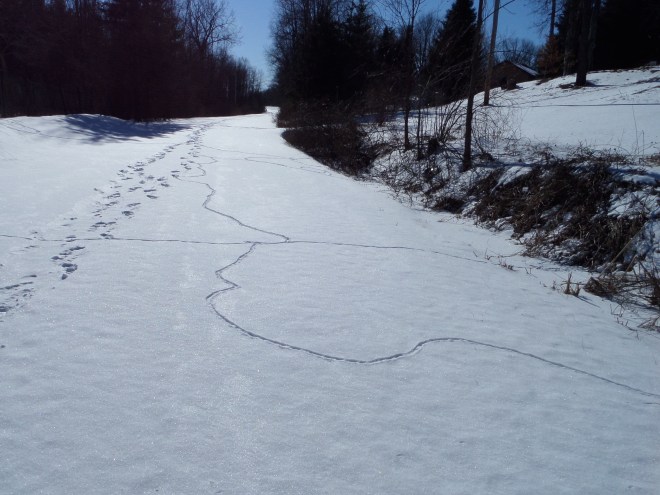 Busy, busy little critters burrowed through the snow, before our boot prints even got there.