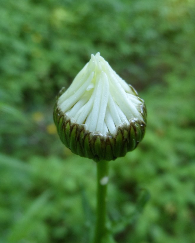 Photo in the show: "First, Center Yourself: Ox-Eye Daisy, unopened," July 2014 