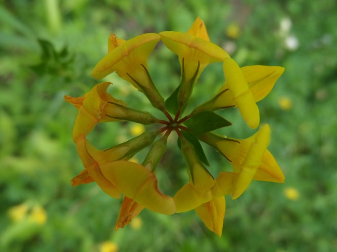 Mandala: bird's foot trefoil.