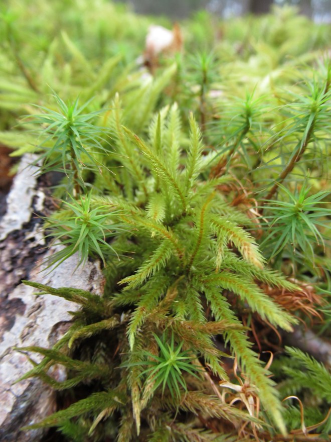 IMG_3390 copyright of-the-essence blog 2020