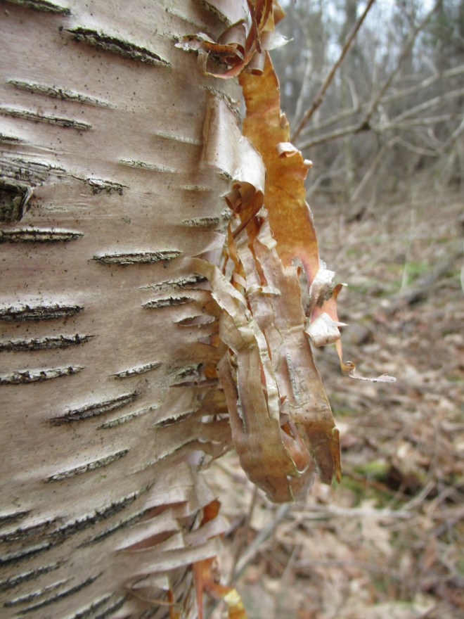 IMG_3407 copyright of-the-essence blog 2020